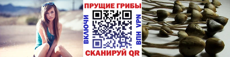 блэк спрут как зайти  продажа наркотиков  Салехард  Псилоцибиновые грибы Magic Shrooms 